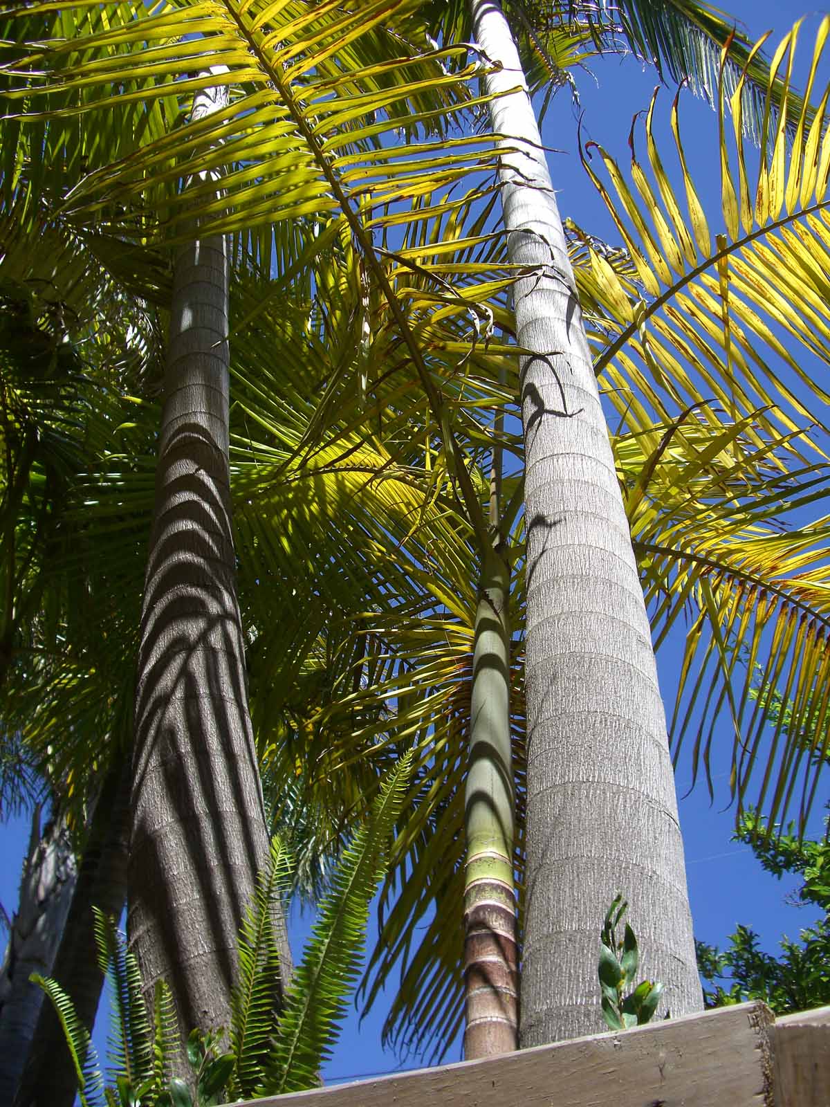 Kentia Palms King Palms