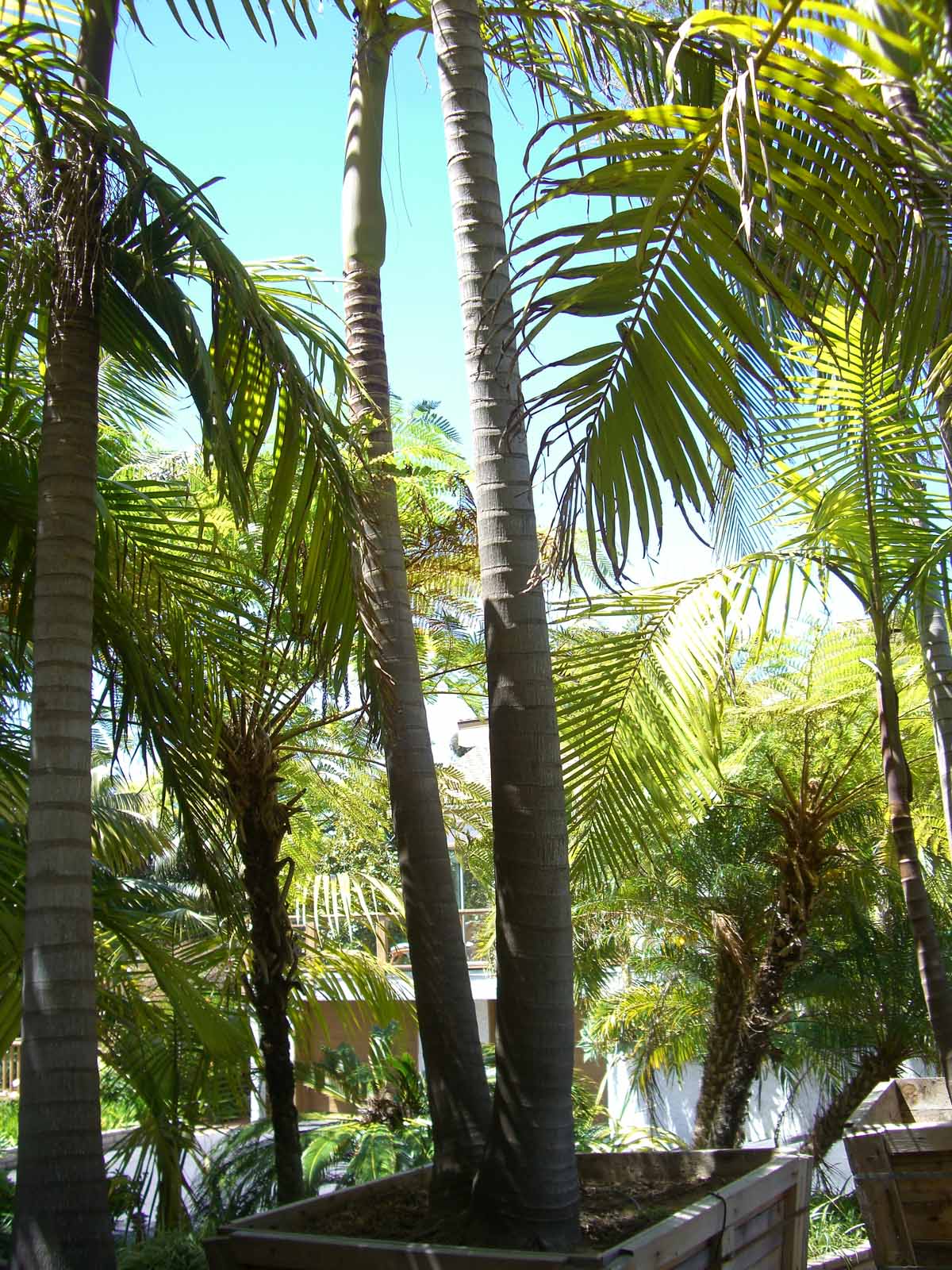 Kentia Palms King Palms