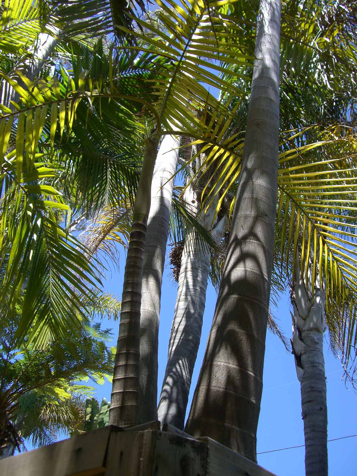 Kentia Palms King Palms