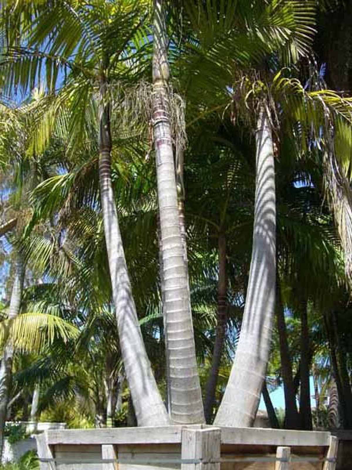 Kentia Palms King Palms